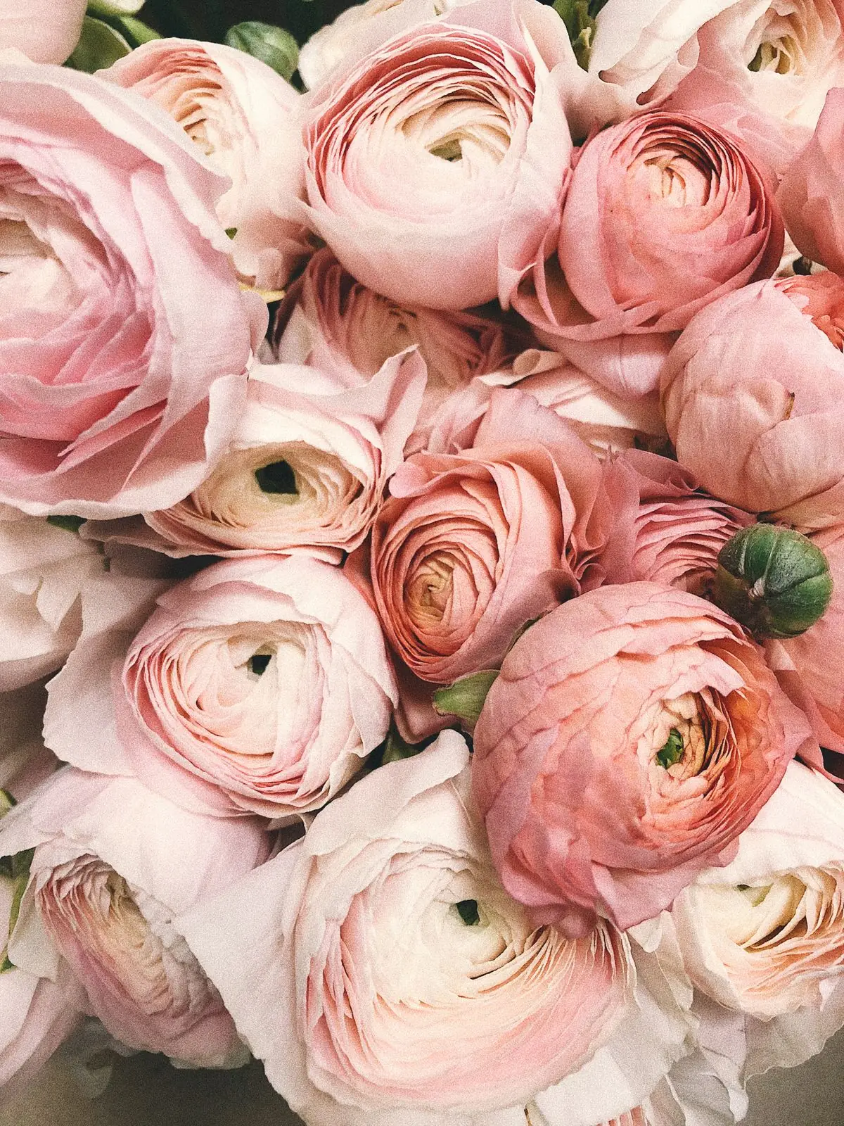 This week’s ranunculus