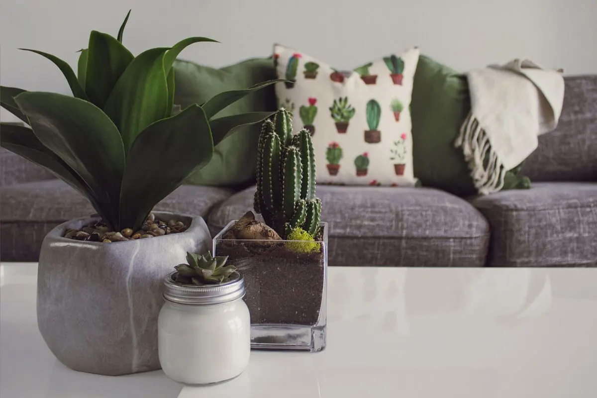 Houseplants in the office light